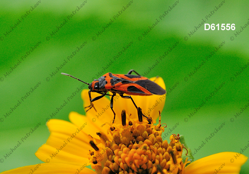 False Milkweed Bug (Lygaeus turcicus)